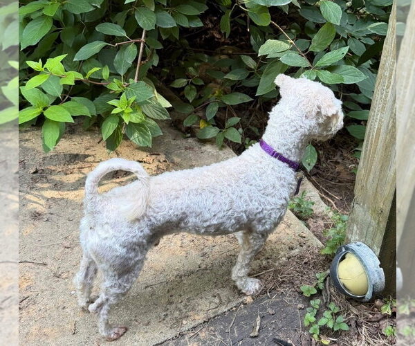 Medium Photo #2 Mutt Puppy For Sale in Ellijay, GA, USA