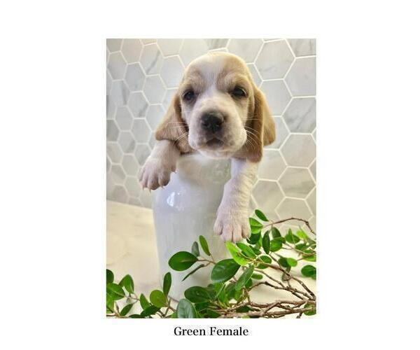 Medium Photo #2 Basset Hound Puppy For Sale in BEAUMONT, CA, USA