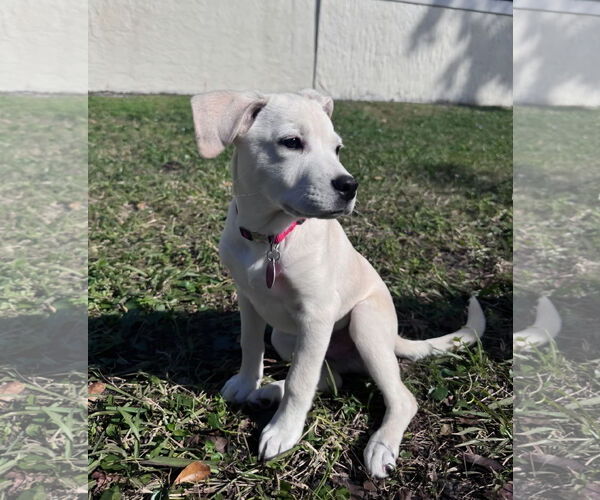Medium Photo #3 Anatolian Pyrenees Puppy For Sale in Royal Palm Beach, FL, USA