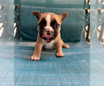 Puppy Tri Color Fawn French Bulldog