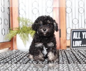 Poodle (Toy) Puppy for sale in NAPLES, FL, USA