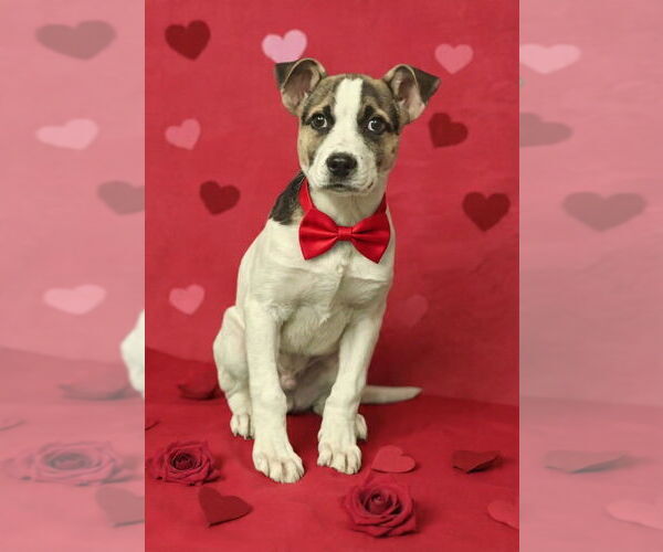 Medium Photo #4 Mutt Puppy For Sale in Talladega, AL, USA