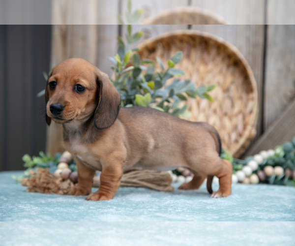 Medium Photo #14 Dachshund Puppy For Sale in GREENWICH, OH, USA