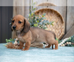 Small Photo #14 Dachshund Puppy For Sale in GREENWICH, OH, USA