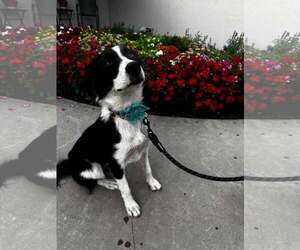 Sadie Grace - Female Border Collie-Unknown Mix Dog for Adoption - Photo #3