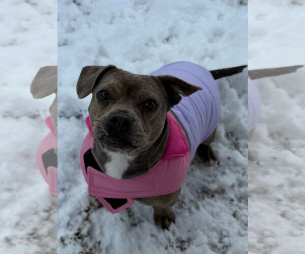 Medium Photo #3 Mutt Puppy For Sale in Jefferson, WI, USA