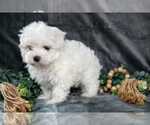Small Photo #9 Maltese Puppy For Sale in HOLMESVILLE, OH, USA