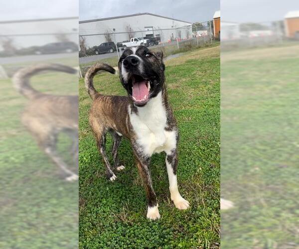 Medium Photo #2 Staffordshire Bull Terrier Puppy For Sale in Rosenberg, TX, USA