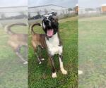 Small #1 Staffordshire Bull Terrier