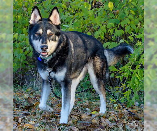 Medium Photo #2 Siberian Husky-Unknown Mix Puppy For Sale in Omaha, NE, USA
