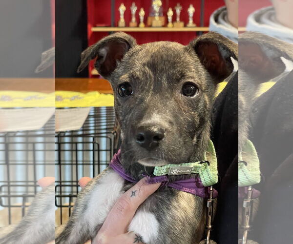 Medium Photo #1 Catahoula Leopard Dog-Unknown Mix Puppy For Sale in Rockaway, NJ, USA