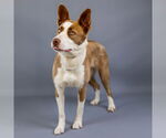 Small #11 American Pit Bull Terrier-Border Collie Mix