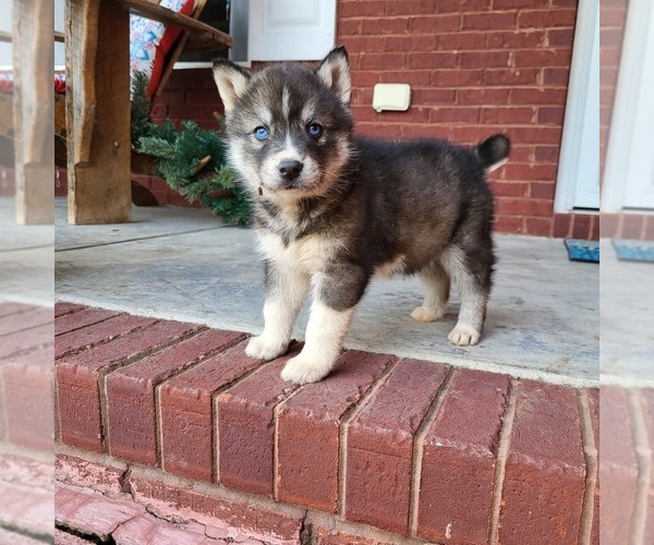 Medium Photo #4 Siberian Husky Puppy For Sale in CROSSVILLE, AL, USA