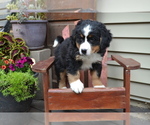 Small Photo #19 Bernese Mountain Dog Puppy For Sale in GREENWOOD, WI, USA