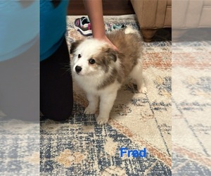 Miniature American Eskimo Dog for Adoption in WELLSVILLE, Ohio USA