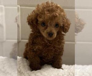 Poodle (Toy) Puppy for sale in BROWNSVILLE, KY, USA