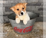 Small Photo #3 Pembroke Welsh Corgi Puppy For Sale in MIDDLEBURY, IN, USA