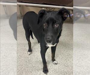 Labrador Retriever Dogs for adoption in Conroe, TX, USA