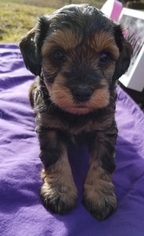 Schnoodle (Miniature) Puppy for sale in LENOIR, NC, USA
