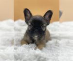 Small Photo #1 French Bulldog Puppy For Sale in SANTA BARBARA, CA, USA