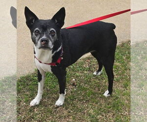 Brat Dogs for adoption in Alexander, AR, USA