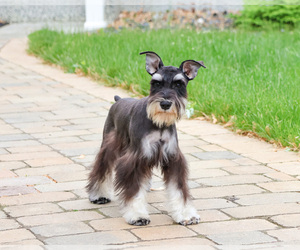 Schnauzer (Miniature) Puppy for sale in SYRACUSE, IN, USA