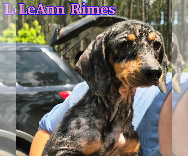 Medium Photo #7 Dachshund Puppy For Sale in San Antonio, TX, USA