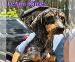 Small #6 Dachshund