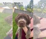 Small #17 Wirehaired Pointing Griffon