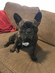 Mother of the French Bulldog puppies born on 07/17/2018