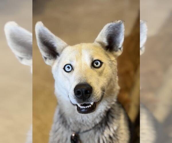Medium Photo #3 Gerberian Shepsky Puppy For Sale in Andover, MN, USA