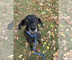 Small #17 Plott Hound-Weimaraner Mix
