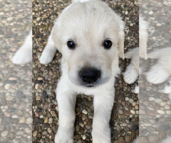 Medium Photo #9 English Cream Golden Retriever Puppy For Sale in HOCKLEY, TX, USA