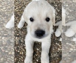 Small Photo #9 English Cream Golden Retriever Puppy For Sale in HOCKLEY, TX, USA