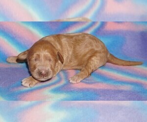 Labradoodle Puppy for sale in LA HABRA, CA, USA