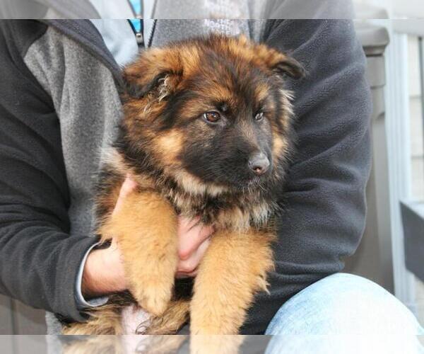 Medium Photo #5 German Shepherd Dog Puppy For Sale in MERCED, CA, USA