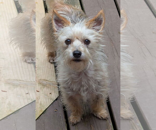 Medium Photo #6 Mutt Puppy For Sale in Greensboro, NC, USA