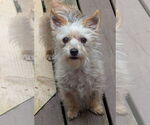 Small #5 Mutt