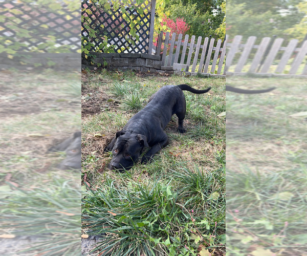 Medium Photo #1 American Bandogge mastiff Puppy For Sale in SCHENECTADY, NY, USA