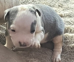 American Bully Puppy for sale in LANSFORD, PA, USA