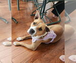 Small #1 American Staffordshire Terrier Mix