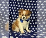 Small Photo #3 Fox Terrier (Smooth)-Pomeranian Mix Puppy For Sale in LEOLA, PA, USA