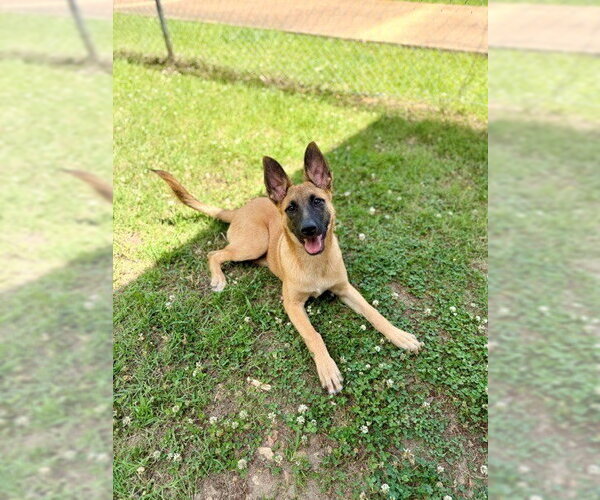 Medium Photo #4 Mutt Puppy For Sale in Imlay City, MI, USA