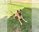 Small Photo #4 Mutt Puppy For Sale in Imlay City, MI, USA