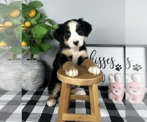 Australian Shepherd Puppy for sale in NOBLESVILLE, IN, USA
