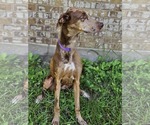 Small #10 Doberman Pinscher-Great Dane Mix