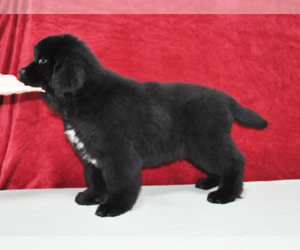 Newfoundland Puppy for sale in Bucharest, Bucuresti, Romainia