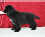 Small Photo #1 Newfoundland Puppy For Sale in Bucharest, Bucuresti, Romainia