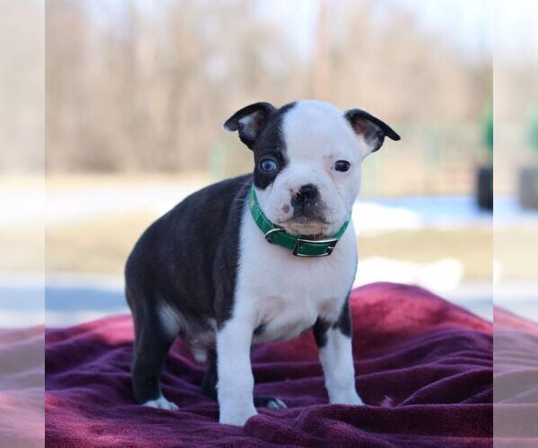 Medium Photo #4 Boston Terrier Puppy For Sale in PORT ROYAL, PA, USA