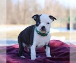 Small Photo #4 Boston Terrier Puppy For Sale in PORT ROYAL, PA, USA